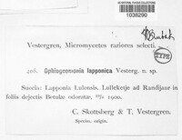 Image of Ophiognomonia lapponica
